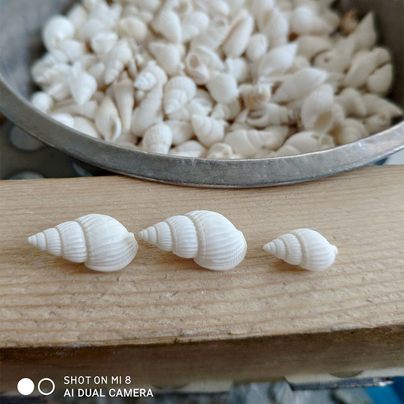 Conchiglie Naturali di Zeuxis  - Aquarium And Marine recensione e prezzo
